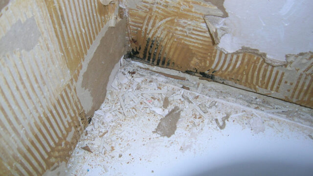 Photo of mold in home